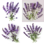 **Composition of fresh lavender flowers, isolated layout, no background, soothing and calming essence --ar 1:1 --v 6.0 --raw** - <@1350154422424043543> (fast)