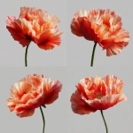 **realistic poppy flower, plain background --v 7.0** - Variations (Strong) by <@1153004013885866004> (fast)