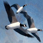 **barnacle goose in flight by Charley Harper --ar 5:4 --v 7.0** - Image #2 <@1015631618645438535>