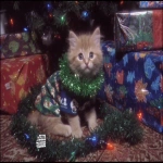**a cute kitten wearing a Christmas tree outfit surrounded by sparkling glittery presents with prophetic iris wrapping paper tumblr aesthetic --ar 3:2 --sref 1793609594** - Image #2 <@1347025415155224718>