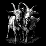 **black and white woodcut illustration style of a two headed Billy goat on single body, symetrical design for a tshirt --v 7.0** - Image #2 <@1095810145184927885>