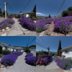 **lavenderita --no lavender, fields, flowers, fauna, flora, owls --ar 2:3 --sref <https://s.mj.run/wPz-WwerWmI> <https://s.mj.run/JHqwxi-yz00> <https://s.mj.run/PqExtaqVq2w> <https://s.mj.run/bQhOHDfwurY> <https://s.mj.run/tahWhHmijEc> <https://s.mj.run/WhFWF4pP5WA> --profile 82ezgeq --oref <https://s.mj.run/0UyImdl-3V8> --ow 404 --stylize 808 --v 7.0** - <@151834244094623744> (fast, stealth)