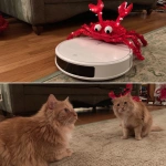 **funny TikTok video of a festive holiday crustacean cat toy on top of a Roomba in the living room while a curious cat looks on** - Image #1 <@701658440740765738>