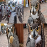 **use this picture of the owl as a reference for a bunch of owls hanging at a football tailgating event: <https://s.mj.run/hC6PYtGsYzc> --ar 16:9** - <@1123037808404221962> (fast)