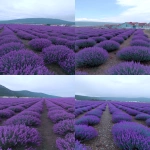 **lavender --no photosynthesis --ar 2:3 --sref <https://s.mj.run/aySRXJ8bRD0> <https://s.mj.run/s_Rdb5-ep3s> --profile 82ezgeq --oref <https://s.mj.run/S4vXjXBGMpY> --ow 808 --stylize 706 --v 7.0** - <@151834244094623744> (fast, stealth)