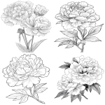 **pionies flower with layered petals rimmed in ice crystals for coloring book with crisp line and white background --ar 17:22** - <@1117434682276057091> (relaxed)