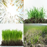 **nice, eaven, spring grass. view from the ground. white background --ar 16:9 --v 6.0 --style raw** - <@1060466770776961064> (fast)