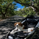 **A beagle relaxing in a pet stroller (AirBuggy Dome 3) under the shade of a tree on a hot summer day. Wide shot with extra empty space at the top for overlay text, ultra realistic, cinematic, natural sunlight filtering through leaves, peaceful and heartwarming atmosphere, modern Japanese park background, 9:16 aspect ratio, shot with iPhone16 Pro. --ar 9:16 --s 750 --v 7.0 --p 4e1gj3d** - Image #2 <@1136533799925186651>