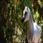 **an image of a grey Arabian mare standing amongst pomegranate trees in strong dappled sunlight. The mare is in the right side of the image and Her head intersects the upper right third of the image and she is looking back toward the bottom left corner but her body is facing the bottom right corner. Her head and body create the curve of a golden ratio. Some of the pomegranates in the foreground toward the bottom left of the image are open and the seeds are visible --ar 16:9** - Image #3 <@670754511698001963>