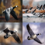 **barnacle goose in flight --ar 5:4** - <@1015631618645438535> (fast)