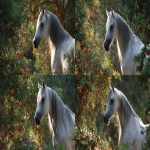 **an image of a grey Arabian mare standing amongst pomegranate trees in strong dappled sunlight. The mare is in the right side of the image and Her head intersects the upper right third of the image and she is looking back toward the bottom left corner but her body is facing the bottom right corner. Her head and body create the curve of a golden ratio. Some of the pomegranates in the foreground toward the bottom left of the image are open and the seeds are visible --ar 16:9** - Variations (Strong) by <@670754511698001963> (fast)