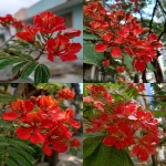 **The red flowers of the dazzling tree, also known as the maracas flower or phoenix flower, bloom on Mangforum Street, and they have green leaves with white dots on them. The color is bright and full of vitality. These flowers can be seen everywhere in Brazilian cities during springtime. --ar 3:4 --raw** - <@699706172105556009> (fast)