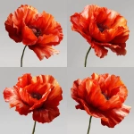 **realistic poppy flower, plain background --v 7.0** - Variations (Strong) by <@1153004013885866004> (fast)