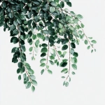 **green leaves branch cluster , white background** - Image #4 <@813303729926570016>