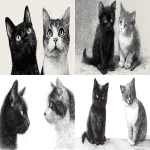 **two cats one black one grey & white in pen and ink sketch style --ar 16:9** - <@1061324437334544496> (fast)
