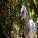 **an image of a grey Arabian mare standing amongst pomegranate trees in strong dappled sunlight. The mare is in the right side of the image and Her head intersects the upper right third of the image and she is looking back toward the bottom left corner but her body is facing the bottom right corner. Her head and body create the curve of a golden ratio. Some of the pomegranates in the foreground toward the bottom left of the image are open and the seeds are visible --ar 16:9 --v 7.0** - Upscaled by <@670754511698001963> (fast)