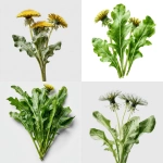 **hyper realistic studio photo of dandelion leaves, without flowers, placed vertically, on a white background** - <@1100010158496686091> (fast)