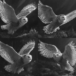 **Greyscale, realism, high contrast, defined fur pattern, snow owl in flight --v 7.0** - Variations (Strong) by <@1116424656908464158> (fast)