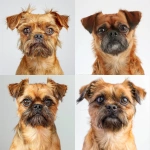 **Adult shorthaired Brussels Griffon dog, fur colour red/fawn, facing forward, relaxed mood, in focus, eyes looking directly into the camera lens, head shot, indoor studio lighting, photography studio, white background, portrait, one key light and two fill lights to brighten the entire face, photorealistic--v7.0 --v 6.0** - <@961150162703626290> (fast)