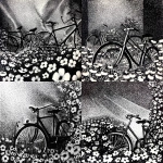 **Amsterdam is overgrown with flowers, bicycles consumed by blooms --sref <https://s.mj.run/0rcTwewJpkk>** - <@1122819730328277073> (fast)