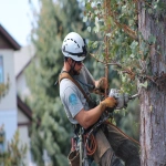 **tree service company --ar 3:2** - Image #1 <@895073519526871042>