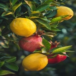 **Ultra realistic DSLR close-up photograph of a lemon tree branch with glossy elongated green leaves and whole bright yellow lemons, growing closely beside a pomegranate tree branch with dark green narrow leaves and several whole round red pomegranates with crown-like calyx tips, both fruits naturally overlapping in the same frame as if the trees grew side by side, natural outdoor lighting, soft golden hour sunlight, organic fruit textures with natural imperfections, hyper-detailed, 8k --ar 2:3 --v 6.0 --raw** - Image #2 <@1068890344428675213>
