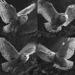 **Greyscale, realism, high contrast, defined fur pattern, snow owl in flight --v 7.0** - Variations (Strong) by <@1116424656908464158> (fast)