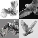 **Greyscale, realism, high contrast, defined fur pattern, snow owl in flight --v 7.0** - <@1116424656908464158> (fast)