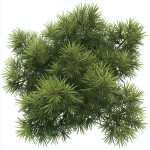 **The image is a 3D rendering of a small pine tree branch. The branch is made up of thin, green needles that are arranged in a star-like shape. The needles are densely packed together, creating a dense canopy of leaves. The leaves are a vibrant green color and appear to be healthy and well-maintained. The background is white, making the branch stand out even more. The image is taken from a top-down perspective, looking down on the Realistic branch in white background. --raw --v 7.0** - Upscaled by <@924967683852746793> (relaxed)
-# Create, explore, and organize on [midjourney.com](<https://midjourney.com/imagine?from_discord=1>)