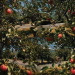 **<https://s.mj.run/G00h1y7jbpE> sports photography, magnum style, cyclist yellow jersey speeding past apple bush, trees, sunny day colourful, tour de france, modern day, Fujiflim XT3, analogue grain, dynamic composition, negative space** - Variations (Strong) by <@1227538137383829565> (fast)