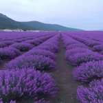 **lavender --no photosynthesis --ar 2:3 --sref <https://s.mj.run/aySRXJ8bRD0> <https://s.mj.run/s_Rdb5-ep3s> --profile 82ezgeq --oref <https://s.mj.run/S4vXjXBGMpY> --ow 808 --stylize 706 --v 7.0** - Upscaled by <@151834244094623744> (fast, stealth)