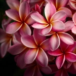 **beautiful cluster of plumerias, close up, pink --v 7.0** - Image #4 <@1007112656773189665>