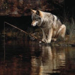 **hyper realistic nature photograph of a wolf using a fishing pole** - Image #3 <@236957831763460096>