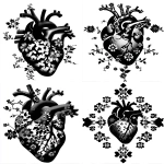 **anatomical heart with vines and small flower blooms intertwined with the veins coming from the heart --sref 4240880785 2348464004 --ar 4:5** - <@948741381743083580> (relaxed)