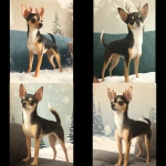 **A Chihuahua (from the reference image) illustrated in a retro mid-century Christmas style, depicted as a young reindeer with antlers in a snowy winter scene. Soft vintage textures, hand-painted look, nostalgic holiday aesthetic, classic 1950s Christmas card illustration style <https://s.mj.run/_sDrGvLiBTU> --v 7.0** - <@776899577458589780> (fast)